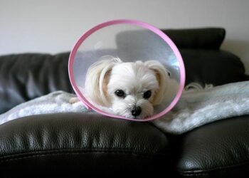 Watch: Kantera Delivers An Evening Of Traditional Maltese Excellence At The Kennedy Center In Washington DC – Lovin Malta