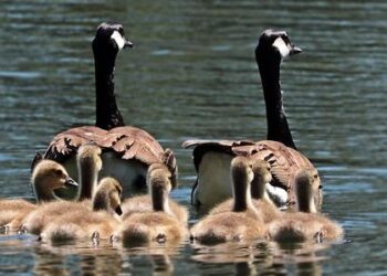 Exclusive: Lundin family’s Norway E&P company poised for growth – Upstream Online