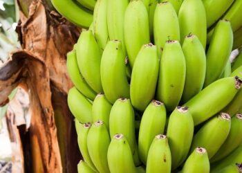 Petar Musa Receives Croatia National Team Call-Up – FC Dallas