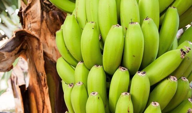 Petar Musa Receives Croatia National Team Call-Up – FC Dallas