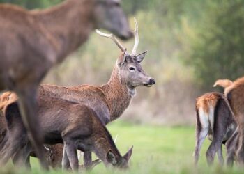 Kallas asks: What’s Belgium’s problem? – Euractiv