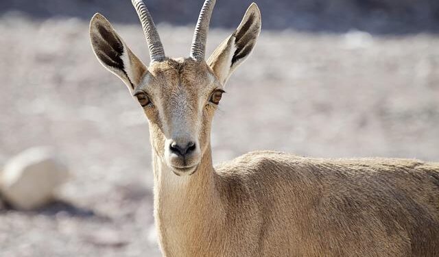 Energean signs MoU to export Israel’s gas to Cyprus – The Jerusalem Post