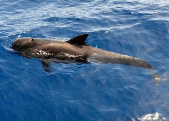 Tenth Pilot Whale Hunt of 2025: Chaos & Waste – Sea Shepherd Global