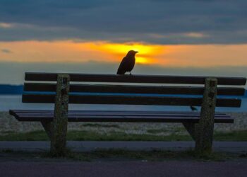 Lee Kang-in starts as PSG lose 0-1 to Monaco, South Korea midfielder sees title lead shrink – CHOSUNBIZ – Chosunbiz