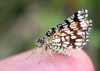 Hungary’s MOL could buy stake in Serbia’s NIS: Official | Daily Sabah – Daily Sabah