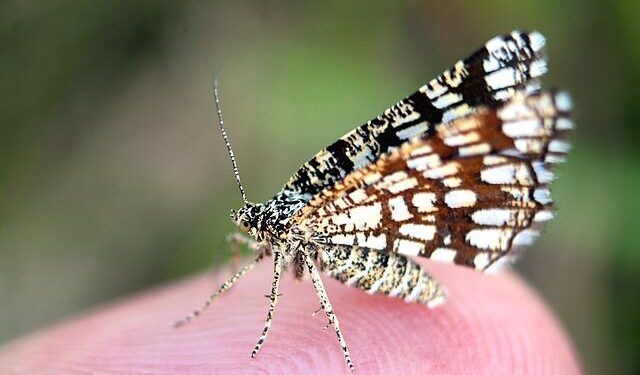 Hungary’s MOL could buy stake in Serbia’s NIS: Official | Daily Sabah – Daily Sabah