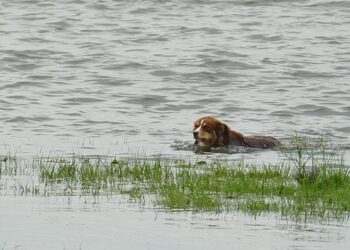 The Sustainability Myth – Sea Shepherd Conservation Society