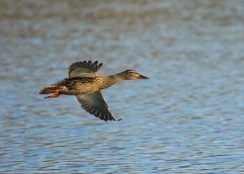 Opposition leader Ali Karimli has been arrested in Azerbaijan. – Наша Ніва
