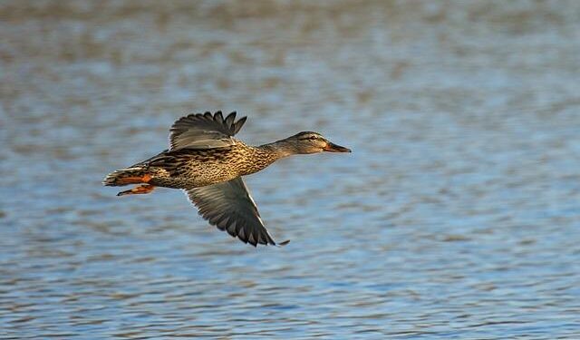 Opposition leader Ali Karimli has been arrested in Azerbaijan. – Наша Ніва
