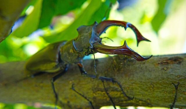 Dalibor Rohac: The US and the world need Poland as a full member of G20 – Chicago Tribune