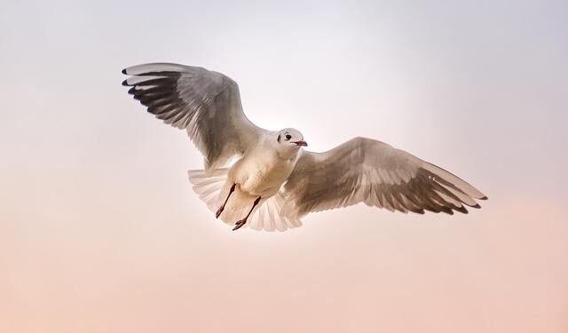 Israel’s ‘Jumping Buddha’ dies in Swiss gliding accident – The Jerusalem Post