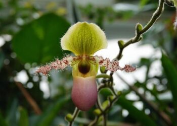 E&E News: Greens seek ESA protections for a rare Washington flower – POLITICO Pro