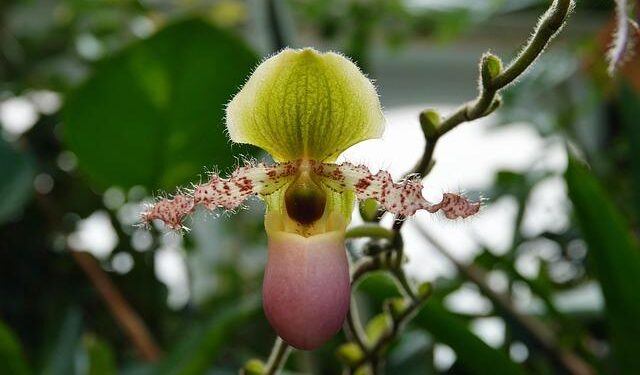 E&E News: Greens seek ESA protections for a rare Washington flower – POLITICO Pro