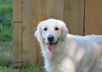 Türkiye’s guide dogs enhance safe mobility for visually impaired | Daily Sabah – Daily Sabah