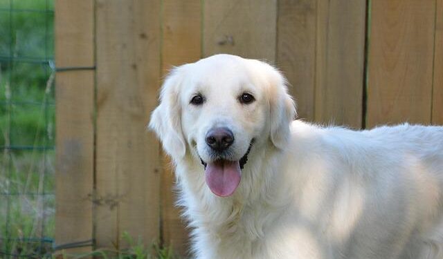 Türkiye’s guide dogs enhance safe mobility for visually impaired | Daily Sabah – Daily Sabah