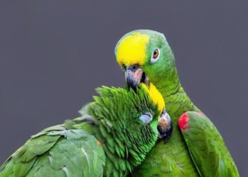 Amazon pays Italy 180 million euros to end tax, labour probe, sources say – Reuters