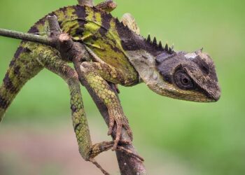 How swimmer Emma Marusakova persevered, navigated through her move from Slovakia to BYU – BYU Daily Universe