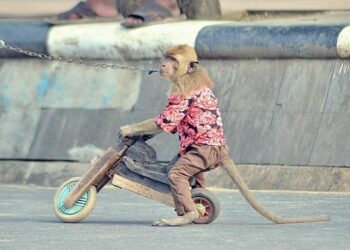 Unprecedented animal abuse case halts Faroe Islands’ Grindadráp – Oceanographic Magazine