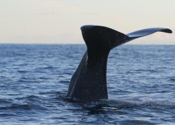 Video. Are sperm banks in Denmark rejecting donors based on their IQ? – Euronews.com