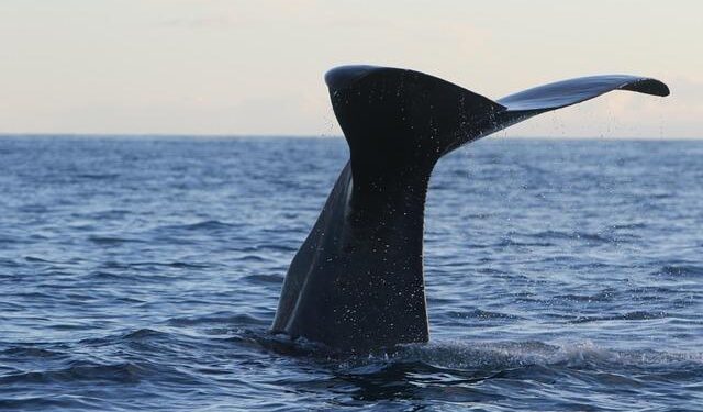 Video. Are sperm banks in Denmark rejecting donors based on their IQ? – Euronews.com