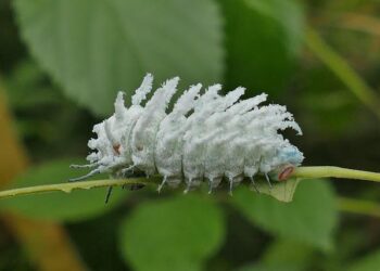Caterpillar in the U.K. – Caterpillar Inc