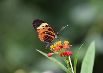 Nationalist leader Bahceli slams pope’s visit to Türkiye as hidden propaganda of Christianity – Türkiye Today