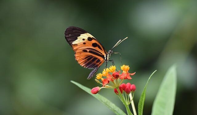Nationalist leader Bahceli slams pope’s visit to Türkiye as hidden propaganda of Christianity – Türkiye Today