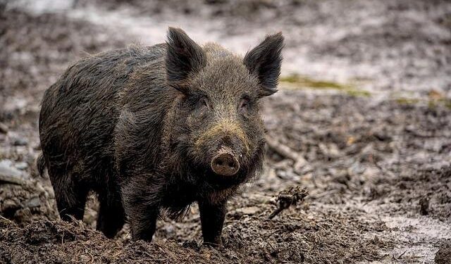 Spain not ruling out lab leak as cause of swine fever outbreak – Phys.org