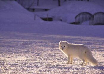 Survey for Arctic Way Soon to Be Completed – High North News