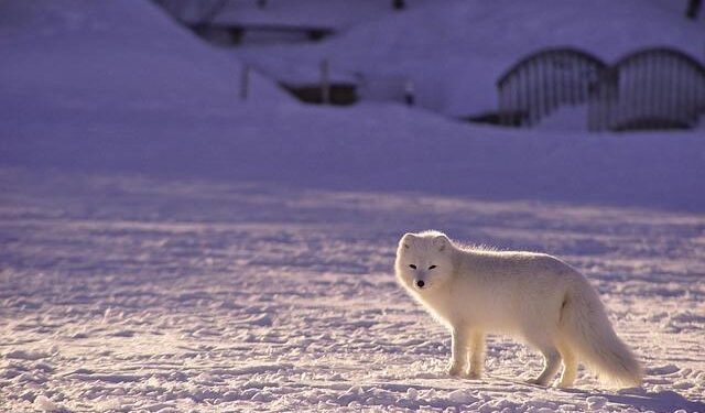 Survey for Arctic Way Soon to Be Completed – High North News