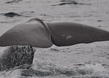 FALQs: What Rules Govern the Grindadráp (Whale Hunt) in the Faroe Islands? – The Library of Congress (.gov)