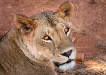 South Africa Women Vs Ireland Women, 3rd T20I Highlights: Proteas Claim 2-0 Series Win After Washout In Benoni – Outlook India