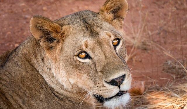 South Africa Women Vs Ireland Women, 3rd T20I Highlights: Proteas Claim 2-0 Series Win After Washout In Benoni – Outlook India