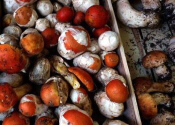 ING appoints head of Netherlands – Green Street News