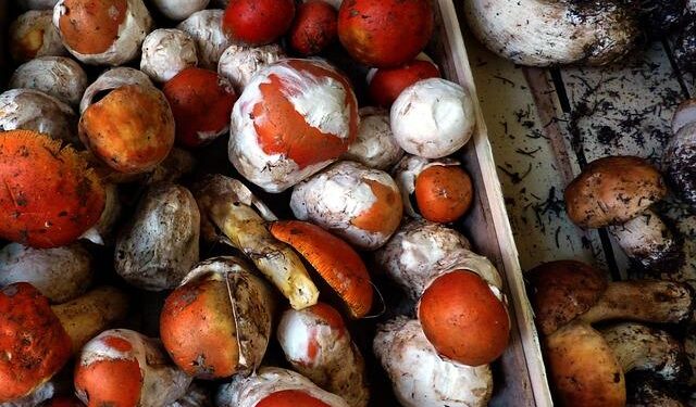 ING appoints head of Netherlands – Green Street News