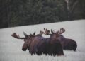 Unexpected moose sighting confirmed in Romania’s Hunedoara county – Romania Insider
