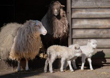 Bulgarian court rejects extradition of Beirut blast suspect – The New Arab