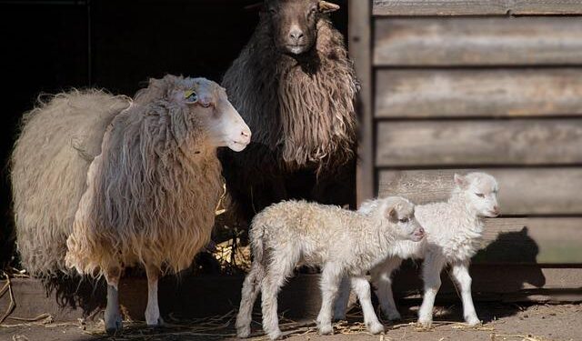 Bulgarian court rejects extradition of Beirut blast suspect – The New Arab