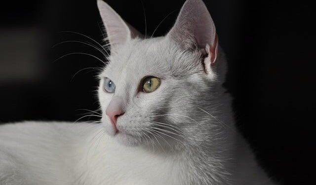 Demonstration Alert – U.S. Mission Türkiye December 5, 2025 – USEmbassy.gov