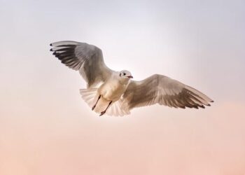 Grace Haly recovering after accident in Switzerland – Boca Beacon