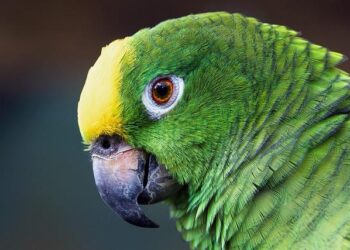 Amazon Luna Cloud Gaming Rolls Out Across U.S. And Canada – Ubergizmo