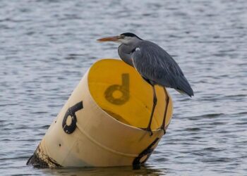 Bou dominates in San Marino and Gabriel Marcelli completes the podium – honda.racing