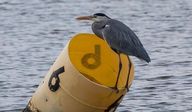 Bou dominates in San Marino and Gabriel Marcelli completes the podium – honda.racing