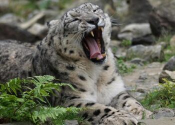 Why boredom is Sweden’s biggest selling point this winter – Euronews.com