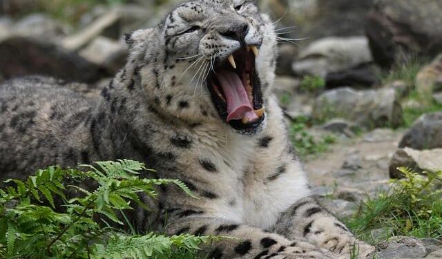 Why boredom is Sweden’s biggest selling point this winter – Euronews.com