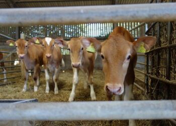 Richard Guernsey Obituary (2025) – McCandless Township, PA – Tribune Review – Legacy | Obituary