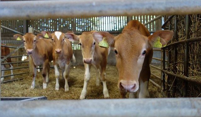 Richard Guernsey Obituary (2025) – McCandless Township, PA – Tribune Review – Legacy | Obituary