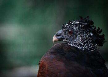 Glen Auldyn rainforest to be Isle of Man’s largest nature reserve – BBC