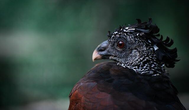 Glen Auldyn rainforest to be Isle of Man’s largest nature reserve – BBC