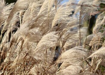 Provoking China Again: Macedonia’s Unlearned Lessons – CounterPunch.org